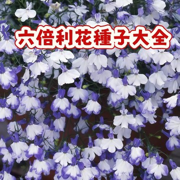 🌸（稀有六倍利花種子大全） 當季新籽 發芽率高 花開爆盆 花期超長  新手易種植疑活  陽台庭院盆栽 #超低價格