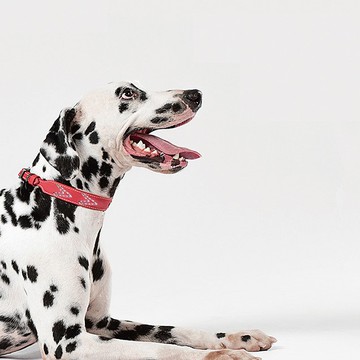 【DOGNESS多尼斯】真皮箭頭系列寵物項圈(3色)