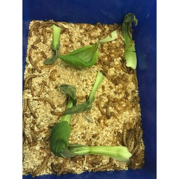 【鼠勾乙】麵包蟲 大麥蟲 食蟲寵物 食物 餌料  守宮、蜥蜴?、角蛙?、蜜袋鼯、刺蝟?各種鼠類等食物
