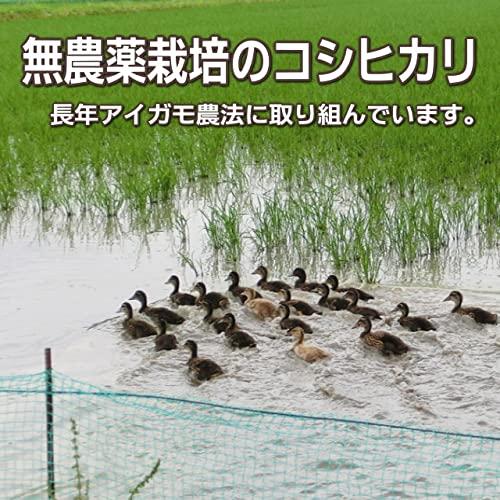 [無洗米] 新潟 農薬無使用米 コシヒカリ 有機肥料 [2kg] 令和4年度 新米