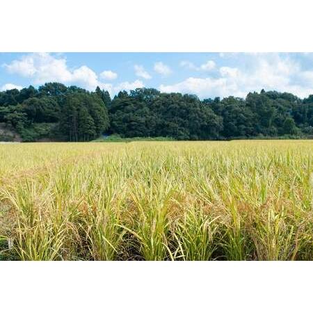 ふるさと納税 B25-001新米 黒川まるいし農場の特別栽培米コシヒカリ１5kg 山形県鶴岡市