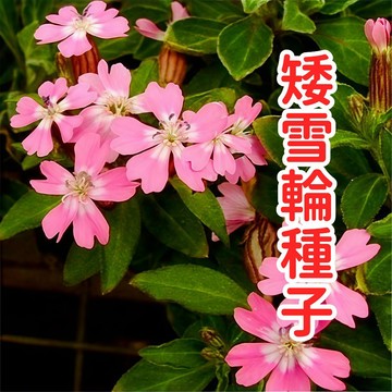 矮雪輪種子 嬰兒淚種子 圓葉磯松 迷你珍珠草 爆盆植物 陽台盆栽 地被植物 懶人花種 易種花卉 四季播種 開花小盆栽