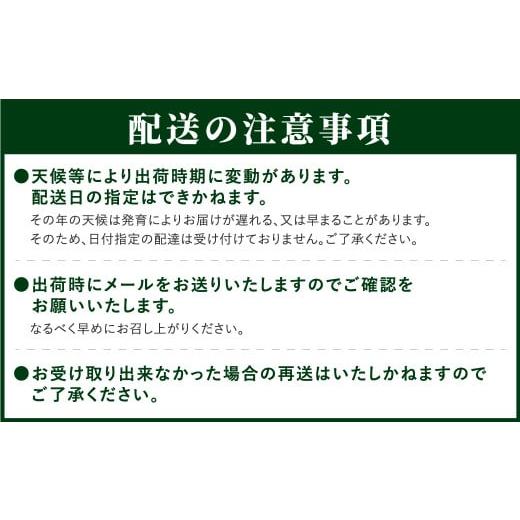 ふるさと納税 福島県 田村市  シャインマスカット 1.3kg 2房 家庭用 冷蔵 種無し 種なし ブドウ ぶどう 品種 果物 甘さ 香り 美味しい 人気 ラン…