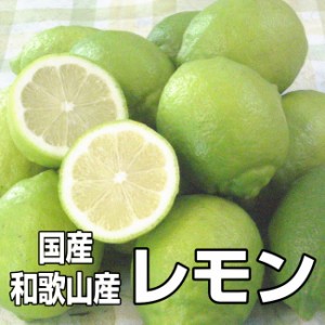 国産（和歌山産）グリーンレモン レモン 訳あり 1kg 