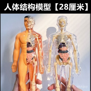 人體器官模型仿真人體骨架拚裝軀幹結構內臟科敎類 2FNV