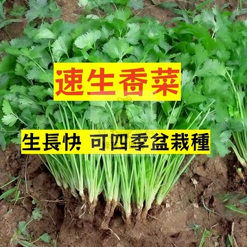 🌱快速收成 （芫荽種子）速生香菜種子 濃香型 四季盆栽蔬菜 香菜籽食用 農家蔬菜 速生 三天出芽 香料種子#辛香類