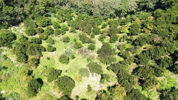 峨眉鄉｜山間開心果園夢｜橘意濃濃 Ａ｜新竹縣峨眉鄉藤坪