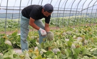 北海道 富良野産 赤肉メロン 2玉 大玉サイズ (中山農園)