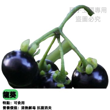 【台灣黑籽菜龍葵種子】黑甜仔菜種子 天茄菜 烏籽菜 烏甜仔菜 山辣椒 野生龍葵 古早味野菜 家庭菜園 盆栽種子