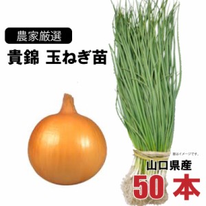 玉ねぎ苗 極早生 貴錦 50本束 山口県産  野菜苗 家庭菜園 ガーデニング