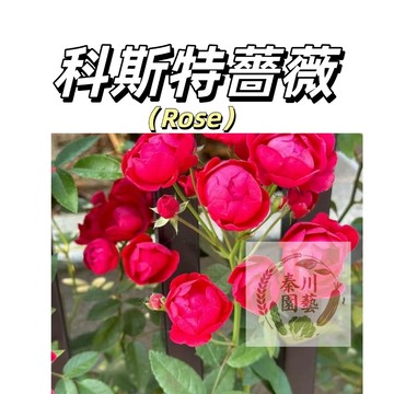 嘉義現貨（科斯特薔薇花種子MG-20）紅色大花爬藤玫瑰種子庭院陽台門拱籬笆灑下就能活懶人觀賞花海種子Rose