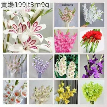 現貨 劍蘭種子（250粒）多款顏色 濃香型花種 室內外 盆栽庭院多年生四季 花卉種粒 種子 四季播種易養活