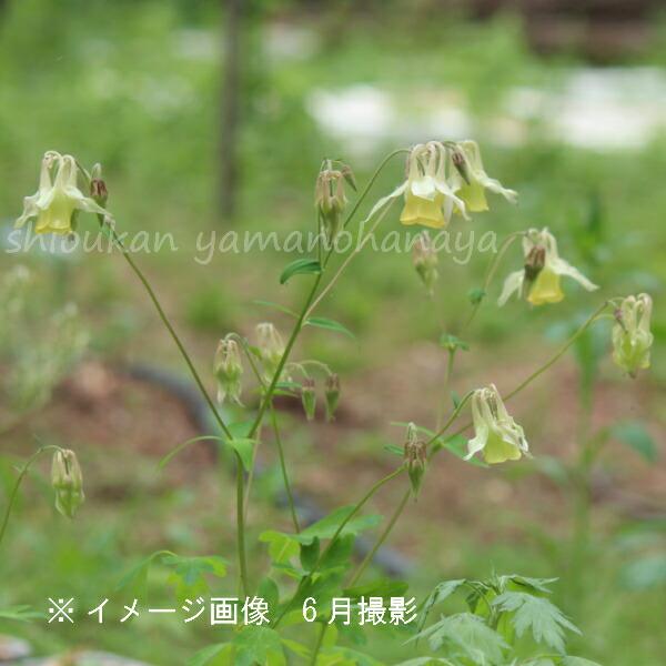 黄花ヤマオダマキ 9cmポット苗 山野草 耐寒性多年草 山苧環 今季開花終了