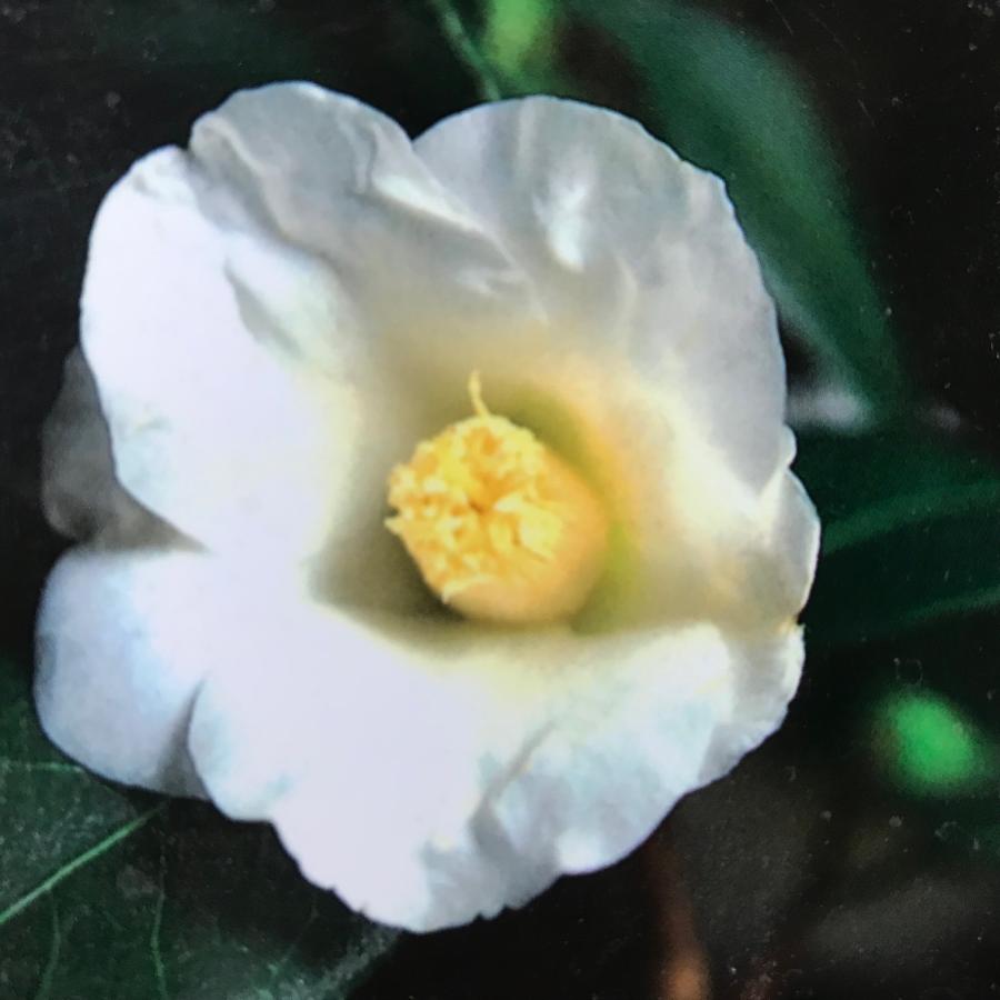 椿 ツバキ 苗 苗木 白侘助 蕾5以上 茶花 庭木 植木 | LINEブランドカタログ