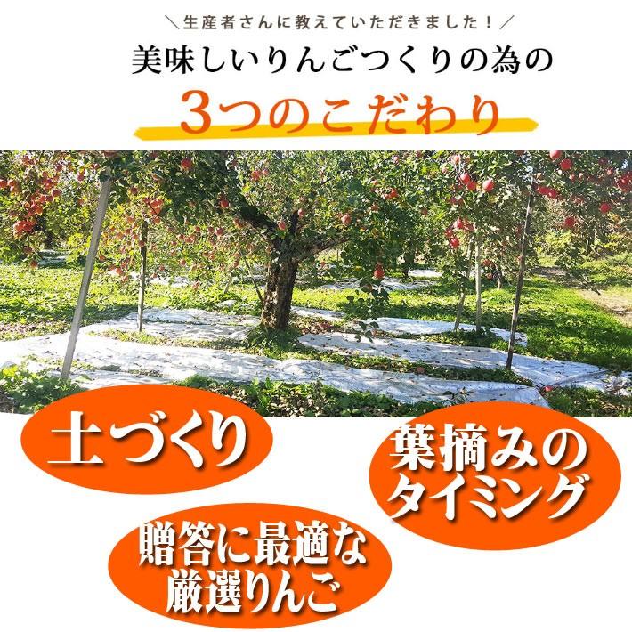 フルーツ りんご 10kg 大玉 贈答用 約36玉 ふじりんご 12月発送予定 山形県産 送料無料 蜜入り