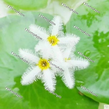 台灣現貨 一葉蓮種子（25粒）四季水培 好運蓮蓮 水培植物 懶人魚缸生態植物 遇水就發芽 浮生蓮花種子種籽花卉