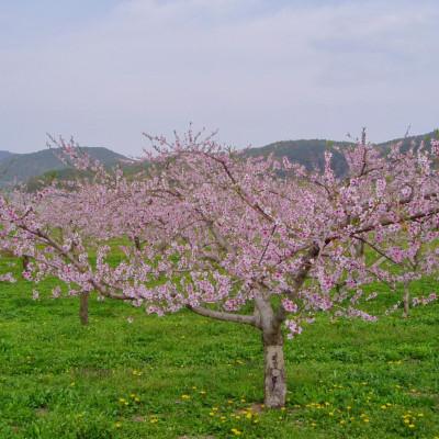 ふるさと納税 山形県 山形県産黄桃 約3kg(品種おまかせ 7〜12玉)