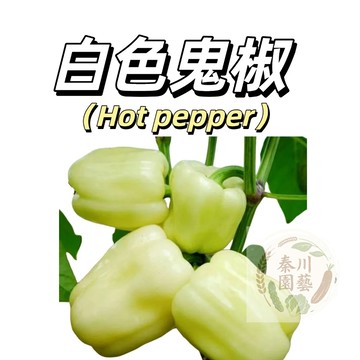 嘉義現貨（白色鬼椒LJ-37）（超辣~泡泡糖白 辣椒）SHU超百萬度~White Ghost Pepper~辣椒種子