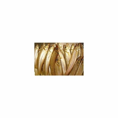 旬の魚 きす 鱚 ５００g 築地 通販 LINEポイント最大GET  LINE 