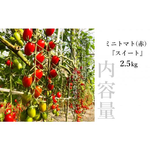 ふるさと納税 熊本県 玉名市 『 よしだ農園 』 ミニトマト スイート 約2.5kg