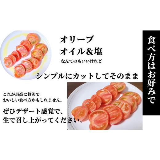 ふるさと納税 徳島県 小松島市 珊瑚樹トマト　S特選 約1kg※2024年春発送＜５月中旬発送＞