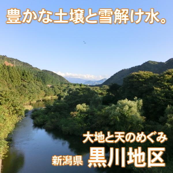 お米券 ギフト券 内祝い  送料無料 景品 お米ギフト お祝い 快気祝い 引越し祝い 香典返し