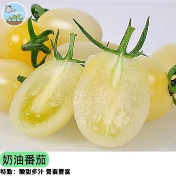 【奶油般絲滑口感】奶油番茄種子 黃色櫻桃小番茄 低酸高甜 皮薄爆汁 陽台盆栽 生食沙拉首選 家庭農場 台灣現貨