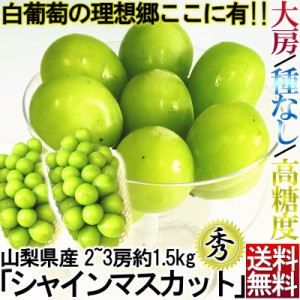 シャインマスカット ぶどう 山梨・長野・岡山県産 2～3房 約1.5kg 種なし 大房 秀品 化粧箱入り 贈答品 TVでも話題の大粒ブドウ