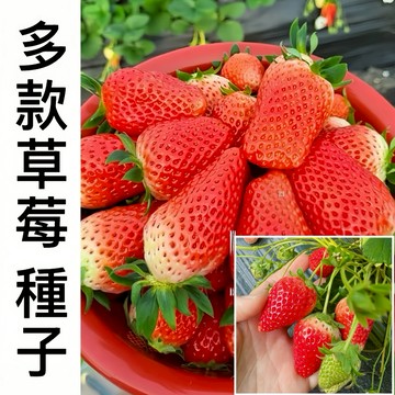 現貨【草莓種子大全】（250粒）新手易種  草莓 草莓種子 草莓種籽 簡單易活種子 陽臺盆栽 爬藤草莓種子