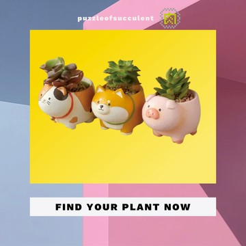 【拼肉肉】肉肉動物園站得穩系列盲盒X3 動物含植物隨機出貨，三吋盆穩根