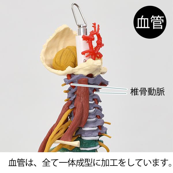 7ウェルネ 脊椎模型 人体模型 主要筋 靭帯 神経 血管 付 実物大 骨格模型 骨格標本 骨模型 骸骨模型 人骨模型 骨格モデル 人体モデル