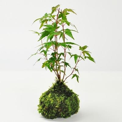 紅葉の苔玉 盆栽 ミニ盆栽 鉢植