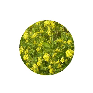 蔬菜工坊 A16.油菜種子15克(約5000顆) 花苔可食，葉色濃綠、蔬菜種子、葉菜類種子 園藝 種植