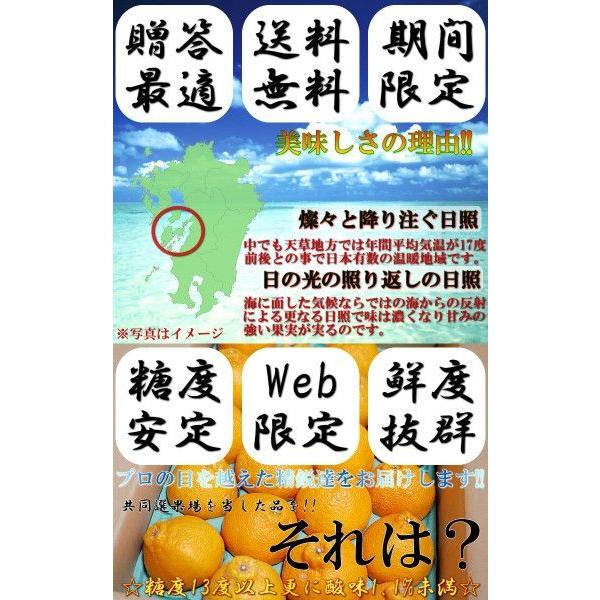 デコポン みかん 熊本県産 4〜6玉  しらぬひ 贈答規格 化粧箱入り JAくまもと 光センサー選果 糖度13度以上限定 糖度保証 栽培適地で育てた本場の美味しさ