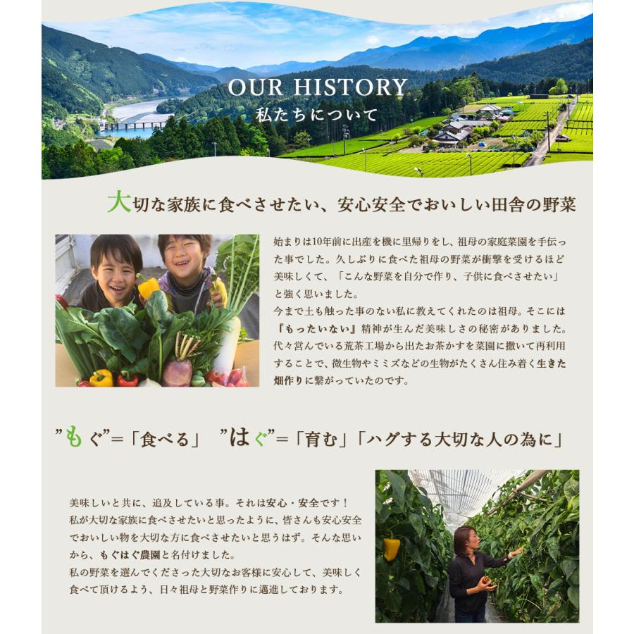 採れたて！ 静岡 野菜セット A 6品目 農家直送 産地直送 お試し お取り寄せ 旬野菜 新鮮 詰め合わせ