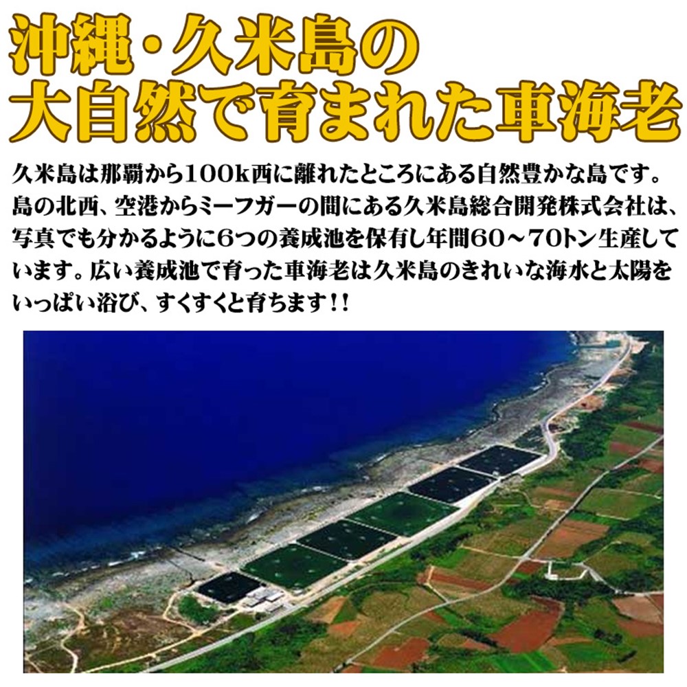 活き〆急速冷凍 久米島の車えび 500g 小(30〜34尾)×2P 車海老 沖縄 人気 希少