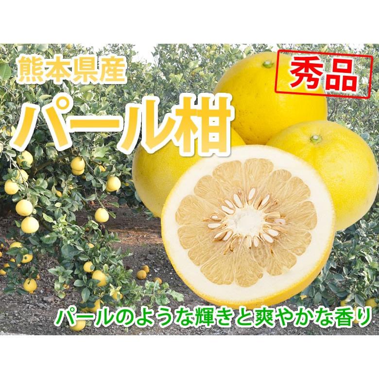 パール柑 文旦 みかん 送料無料 秀品 5kg M〜2Lサイズ混合 熊本県産 グレープフルーツ 蜜柑