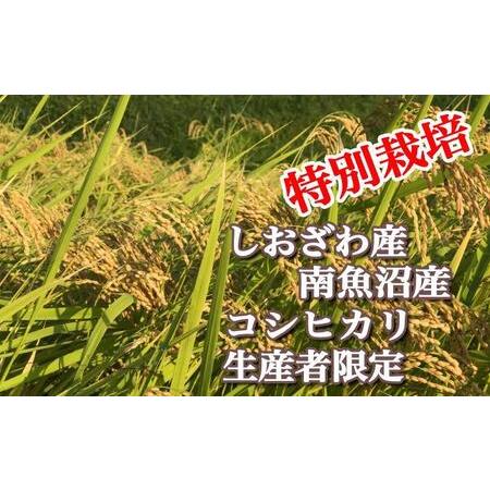 ふるさと納税 特別栽培 生産者限定  南魚沼しおざわ産コシヒカリ 新潟県南魚沼市