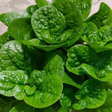 🥬【皇宮菜種子】又名木耳菜落葵 高發芽易種 軟嫩爽口營養野菜 陽台庭院四季盆栽種籽 四季可播 庭院地栽盆栽皆適合