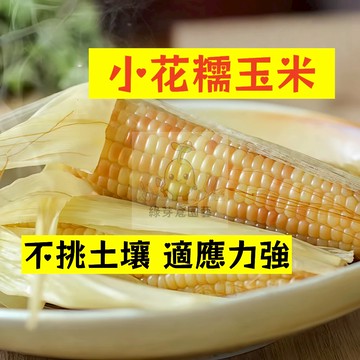 🌱早熟高產 小花糯玉米種子YM-17 不挑土壤 適應力強 生長勢快 番麥 玉蜀黍 包穀 易種植 高產陽台盆栽蔬菜種籽