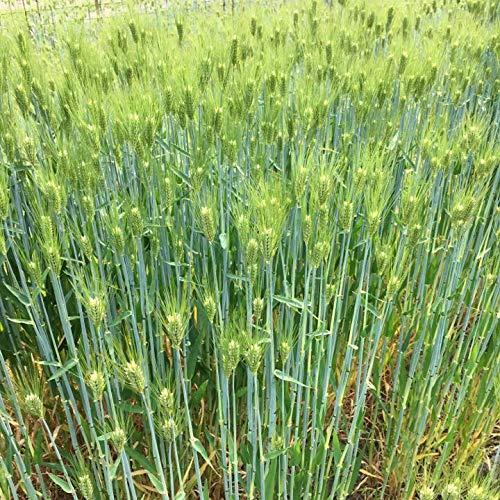 原種 紫もち麦 玄麦 450g 令和4年産 個包装 和歌山県産 無農薬 無化学肥料