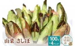 山菜 さしぼ 100g×4パック（発送は4月～5月頃）