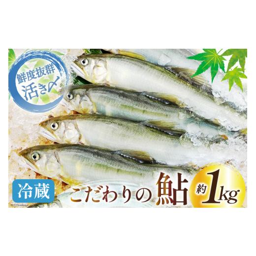 ふるさと納税 宮崎県 日向市 鮎 こだわりの生鮎 約1kg [株式会社 あゆの是則 宮崎県 日向市 452060096] あゆ アユ 魚 魚介 川魚 塩焼き 甘露煮 冷…