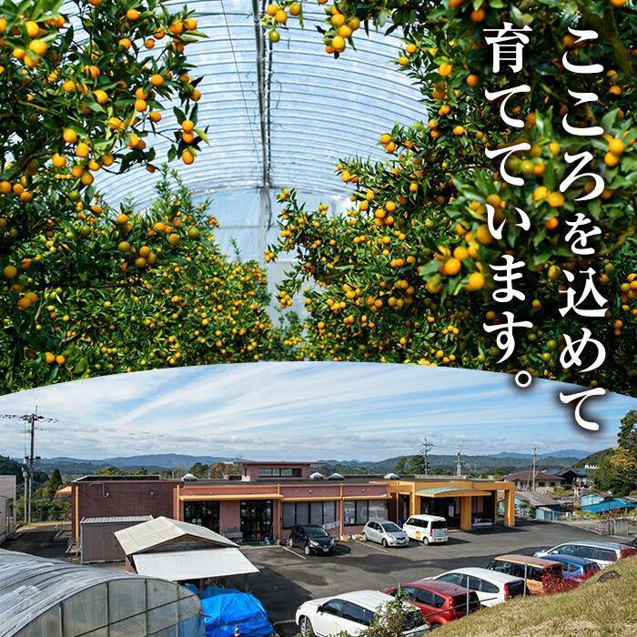 先行予約(12月下旬発送)  テレビで紹介 入来のキンカン ギフト ハウス きんかん 化粧箱入 2L 60個糖度14〜16度 鹿児島 プレゼント送料無料