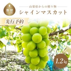 ふるさと納税  産地直送 朝採れ！ 山梨県産 シャインマスカット ２房 (1.2kg以上！)  山梨 ぶどう ブドウ 葡萄 シャイン .. 山梨県都留市