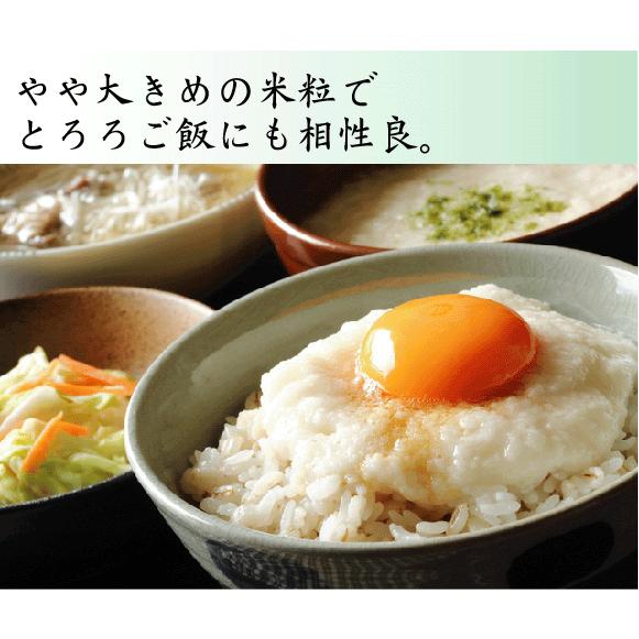 ポイント5倍 数量限定 新米 無洗米 10kg 5kg×2袋 なつひかり 高知県産 令和5年産 送料無料（SL）