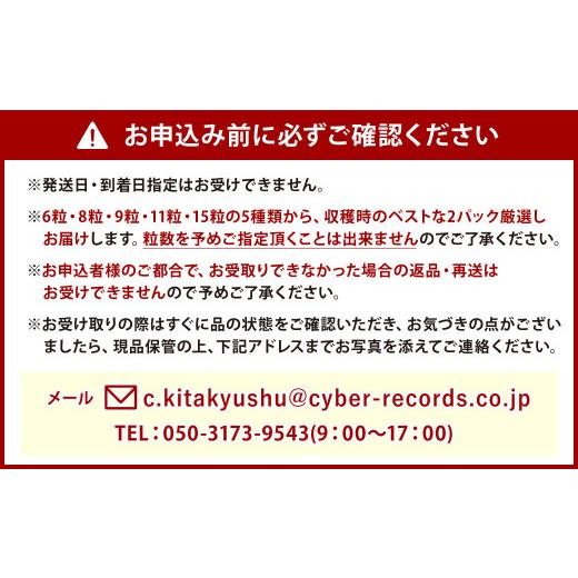 ふるさと納税 福岡県 北九州市  小倉の苺やさん「わがこいちご」 計520g (260g×2パック)