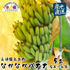 長崎県島原産　なかなかバナナ 5本 (段ボール入)