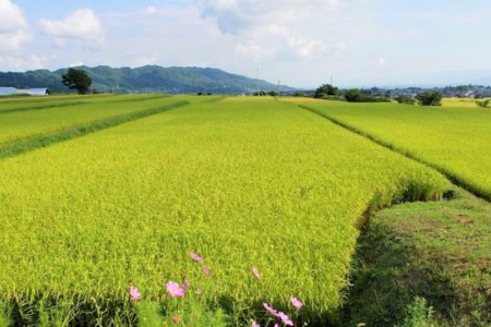 長野県産コシヒカリ 計30kg（10kg×3回）   大北農業協同組合   長野県 池田町