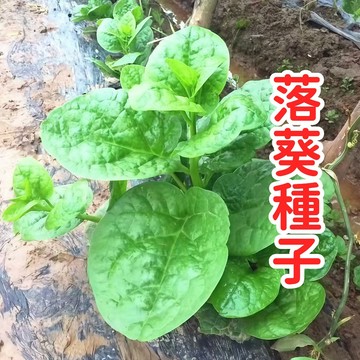 落葵種子 皇宮菜苗 川七苗 台灣種子 易種植 陽台盆栽 食用蔬菜 現貨 家庭菜園 有機 四季可種 攀藤植物 綠簾 健康蔬
